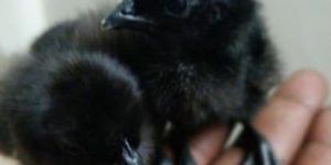 Kadaknath Chick