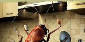 Cockroach Control