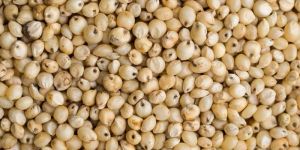 White Sorghum
