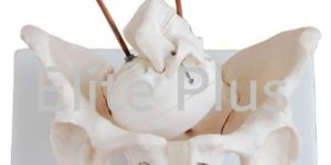 Birth Demonstration Model