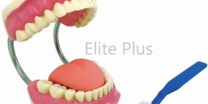 Teeth Care Model Enlarged with Giant Teeth Brush Model