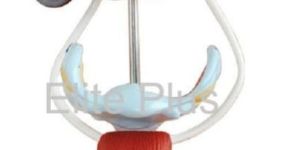 Female Urogenital System