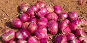 Small Onion