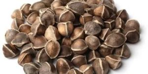 Moringa Dry Seeds