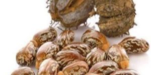 Castor Seed