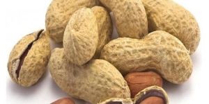 Groundnut Seeds