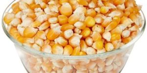 Maize