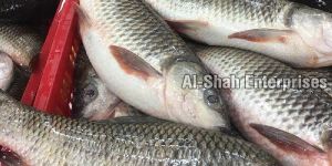Fresh Rohu Fish