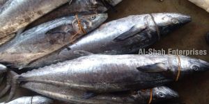 Fresh Surmai Fish