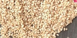 Natural Non Cleaned Sesame Seeds