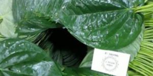 Betel Leaves