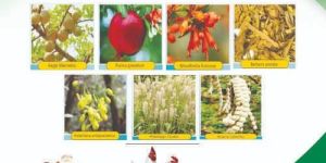 Antidiarrhoeal and Gut Function Modulator