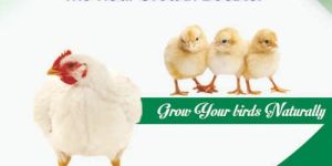 Growth Promoter and Performance Enhancer