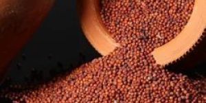 Ragi Seeds