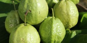 Natural Guava