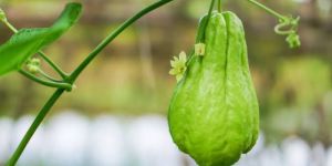 Fresh Chayote Squash Vegetables