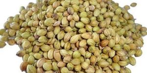 Coriander Seeds