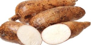 Fresh Cassava