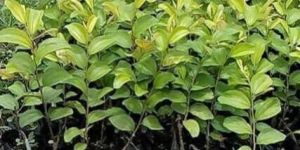 Apple Ber Plant