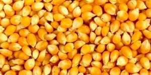 Yellow Corn Maize