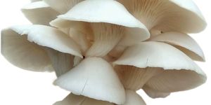 Fresh Oyster Mushroom