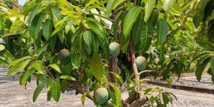 Chausa Mango Plants