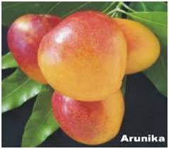 Fresh Arunika Mango