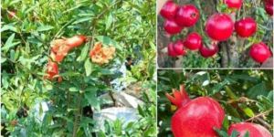 Grafted Pomegranate Plants