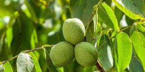 Grafted Walnut Plants