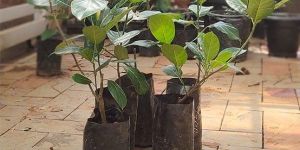 Jackfruit Plants