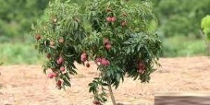 Kalkatiya Litchi Plants