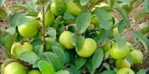 L-49 Guava Plants
