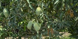 Mallika Mango Plants