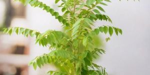 N-7 Indian Gooseberry Plants