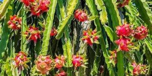 Red Dragon Fruit Plants