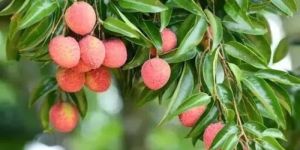 Scented Litchi Plants