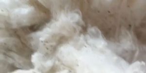 Raw Cotton