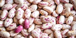 Cranberry Beans