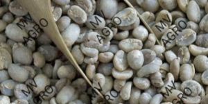 Green Coffee Bean Extract Powder Chlorogenic Acid 50% & 60%