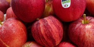 a Grade Fresh Apple