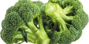 a Grade Fresh Green Broccoli