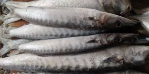 Frozen Sheela Sea Fish
