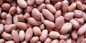 Java Groundnut Seeds