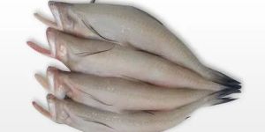 Frozen Bombay Duck Fish