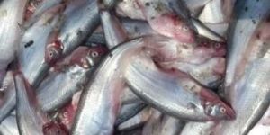 Frozen Catfish