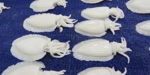 Frozen Cuttlefish