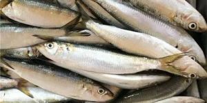 Frozen Indian Oil Sardine Fish