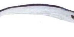 Frozen Large Headed Ribbon Fish