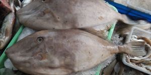 Frozen Leather Jacket Fish