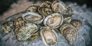 Frozen Oysters